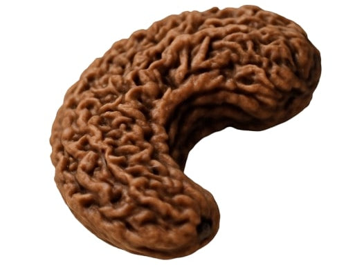 Rudraksha